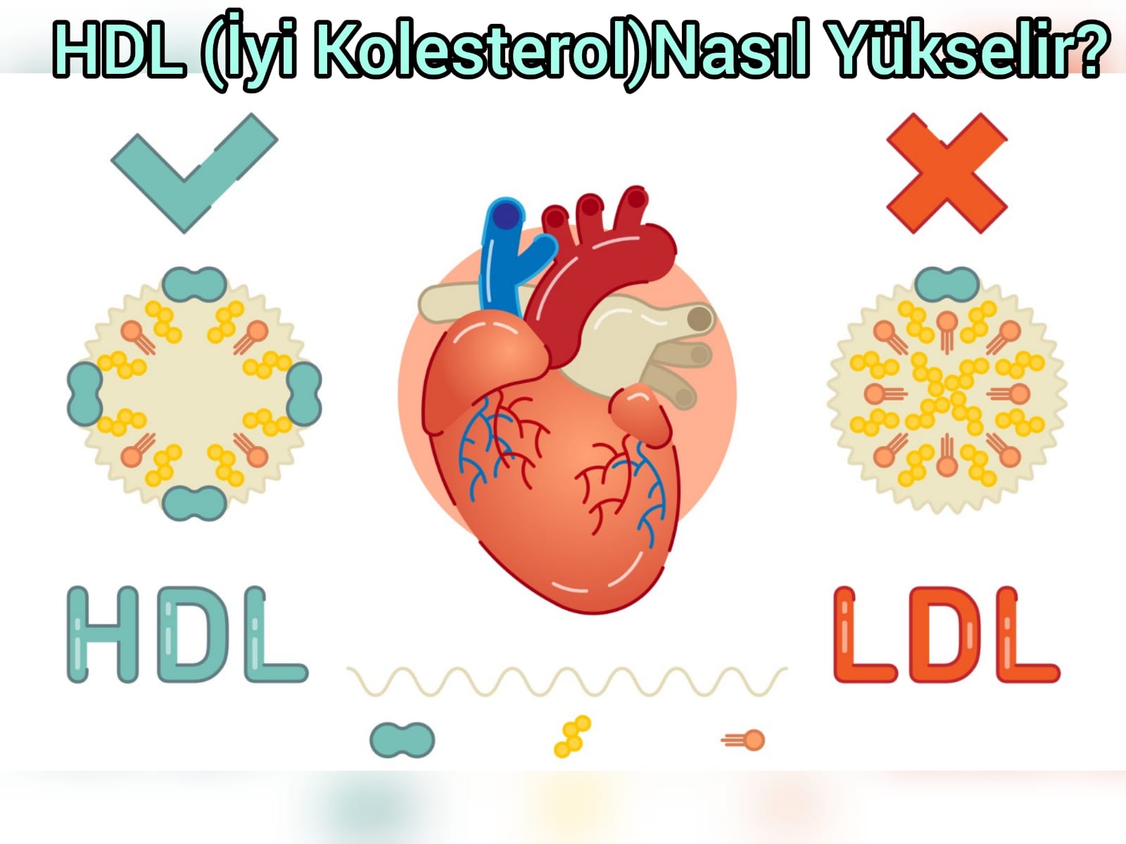 HDL (İYİ KOLESTEROL) NASIL YÜKSELİR ?